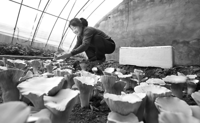 ����ƽ�����������ӱ���