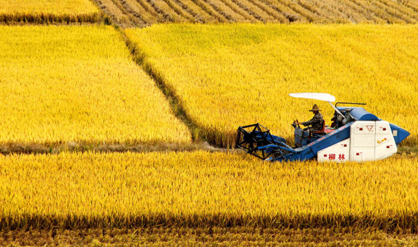 11��22�գ�����ʡ������������ʯ�´�ũ���ʻũ��������������