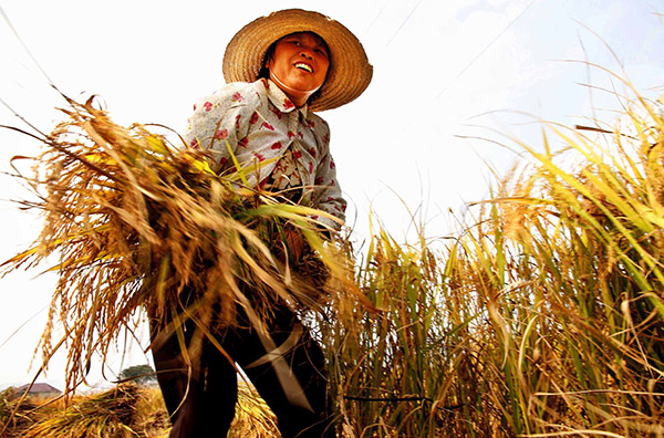 11��22�գ�����ʡ������������ʯ�´�ũ��������������