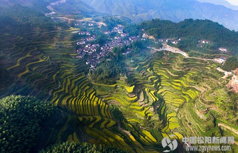 �㽭��ˮ��Ҷ�����ͷ��150Ķ��ɽ��̬ˮ�������ջ񼾽�