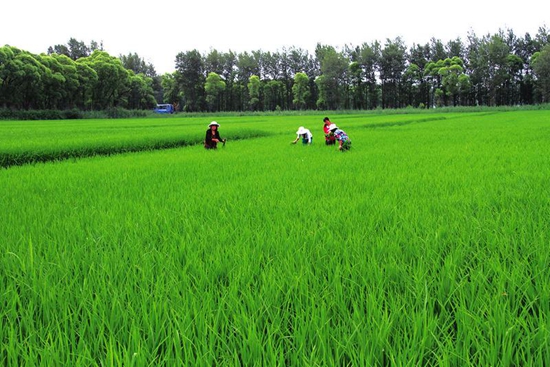 ��Ӹ���ˮ������ϲ��