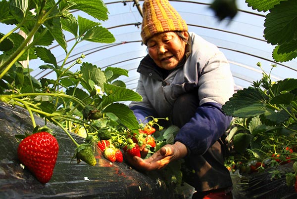 12��15�գ�����ʡ������˫Ϫ��ӱ���ƶ�����������ڲ鿴�л���ݮ���ơ�