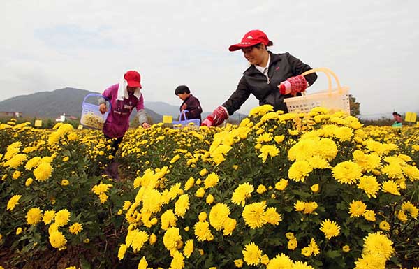 ����ʡ�����ظߺ����и۴�ũ���ڲ�ժ�л��ʾգ�2015��11��10���㣩��