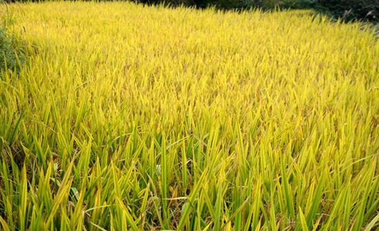 �㽭������������̬ˮ����ֲ��ɹ�