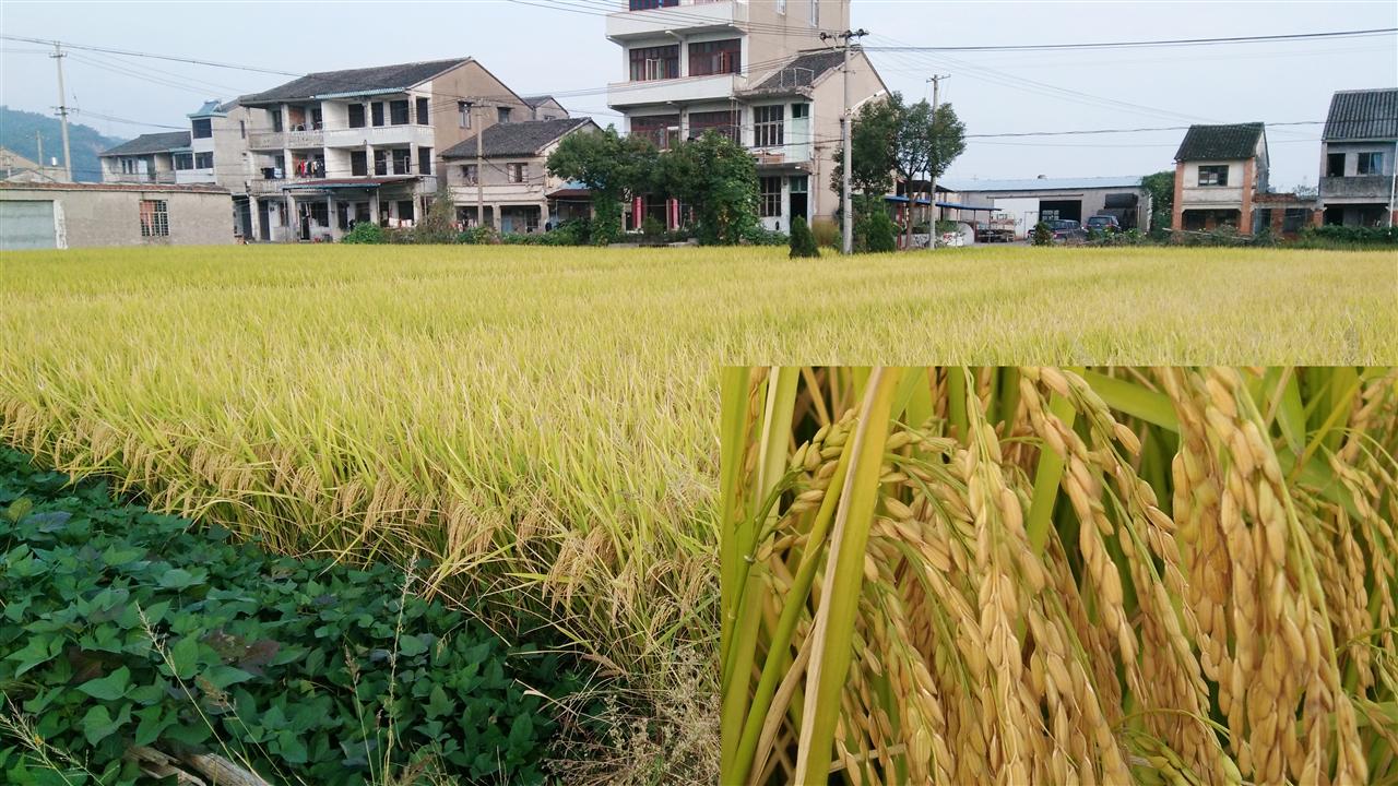 �㽭·�ŵ���ˮ����������