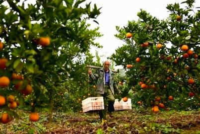 �Ĵ�������ӭ��ˮ��������