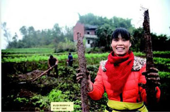 �Ĵ����ݣ�����������ɽҩ ÿĶ����ǧԪƱ