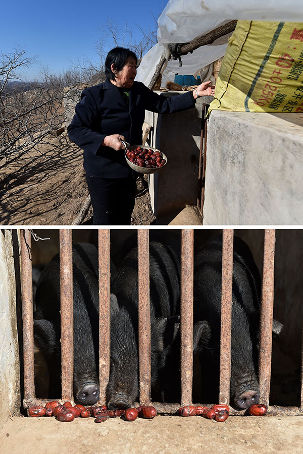 ��ɽ��ʡ�����ػƼ���壬�����η������ú���ι�����η������ջ���5ǧ����棬����һ��Ҳû������ȥ���ۿ��ų���ù�õĺ���Խ��Խ�࣬�η�����Ѳ��ֺ�������ι����ƴ����Ƭ��1��13���㣩��