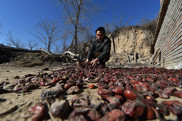 1��13�գ���ɽ��ʡ�����غ����壬����ֲ�������������ù�ú���װ��׼���ӵ����ֲ���˵�������ջ��5ǧ����棬����һ��û������ȥ��