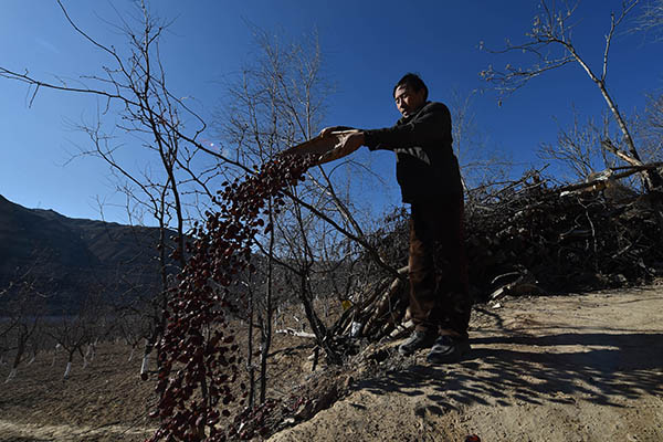 ��1��13�գ�ɽ��ʡ�����غ��������ֲ�������������ù�ú����ӵ����ֲ���˵�������ջ��5ǧ����棬����һ��û������ȥ��