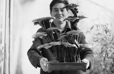 ������ƽ������֥��ֲ���Ͽ�ũ����Ӫ��