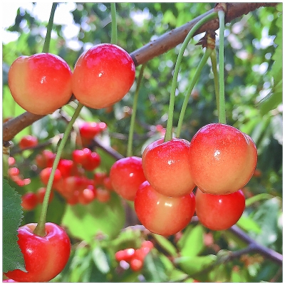 ����ͨ�ݱ��˺���Ʒӣ��