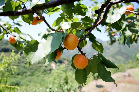 ����ƽ�ȱ�կ���ӳ���������ժ��7�·�