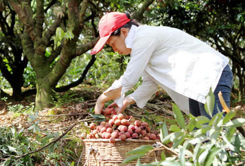 �������ݣ���֦���� ��ũ��ժũæ