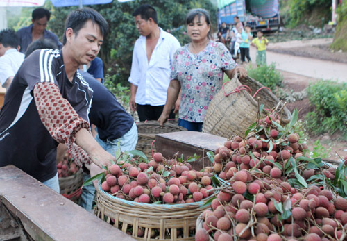 �������ݣ���֦���� ��ũ��ժũæ