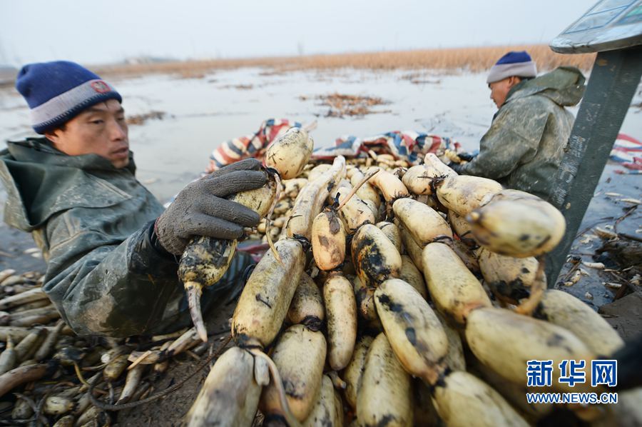 �����������ƺ�̲����źæ