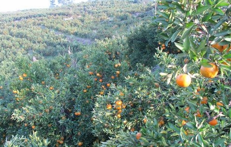 ���Ϲ��ɣ��ո�Ʈ�����ũ��ժæ