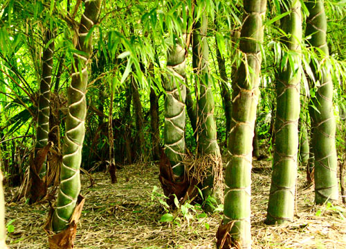 �㽭�������²��أ��ֳ������� 500Ԫֻ����һ��