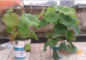 ���������Ͱ��ĺɻ���