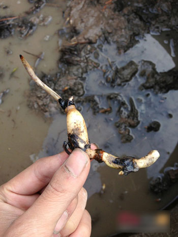 ΢����ź�е㡰�ȡ�