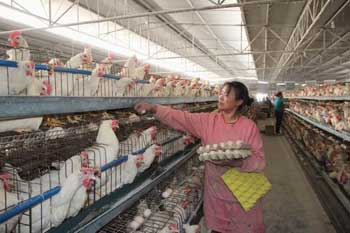 һ��������ֻ�� 5�������ιʳ