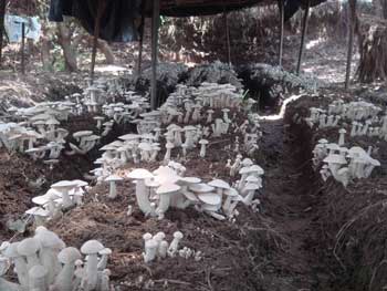 ���������Ʊ��򣺸���Ģ���۸�� �߼��Ƶ�����Ҫ