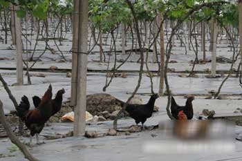 ���Ѽ������С�ɢ������������