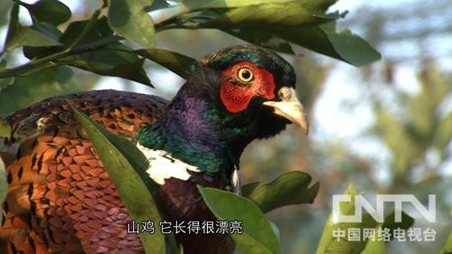 �¸�����80��С�����б���¸����֣�ͼ��2��