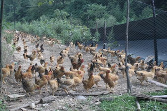 ����¤��վ��������̬ɢ������ũ����