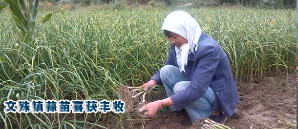 ��������������������� ϲ�����