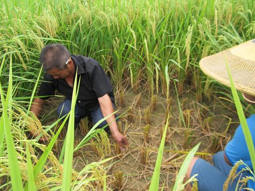 ũҵ�ּ�����Աʵ�ز��