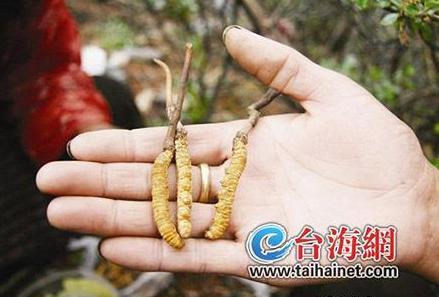 �������ų�ݼ�Ӳ�Ų��� �����۴��������