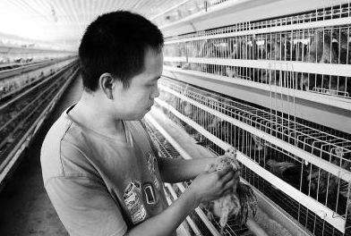 ����ɳ�أ��Զ�����ֳ��Ч��