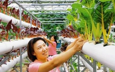 ɽ�������ػʳǴ�������չ�ִ��޹�����ɫ�߲˲�ҵ