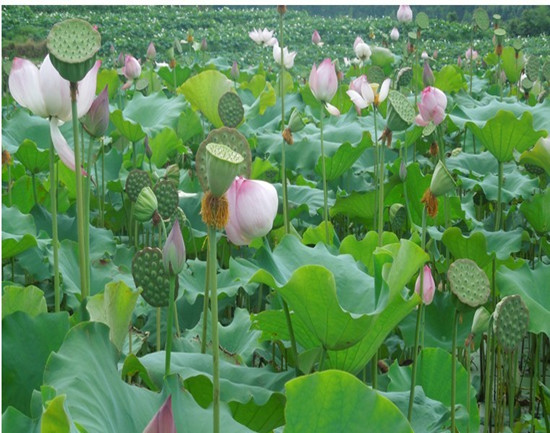 ȫ��ʩ�����������л�������