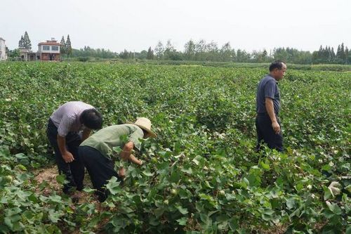 ��������Ѹ����֯��ɣ������ز�ȡ�ó�����Ч��ͼ��2��