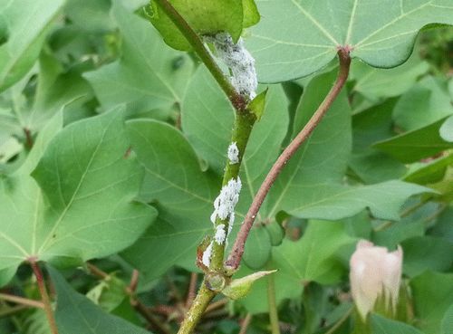 ��������Ѹ����֯��ɣ������ز�ȡ�ó�����Ч��ͼ��3��