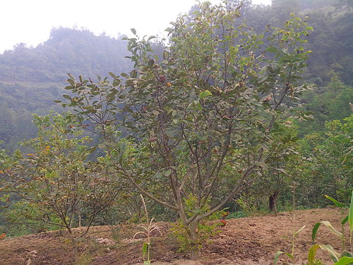 ����ʯ���أ����Ҳ�ҵ��ʯ����ɽ��ɡ���ɫ���С�