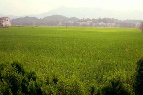 ����˫���أ���Ҷˮ��߲�ʾ������������������