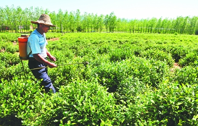 ���ճ����а���������ǿ��ɫ��Ҷ��ҵ��ũ����