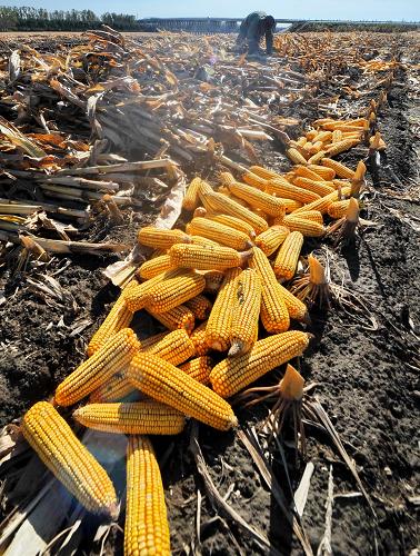 10��12�գ����й�����֮�硪������ʡ�������У�һλũ���ڵ���������