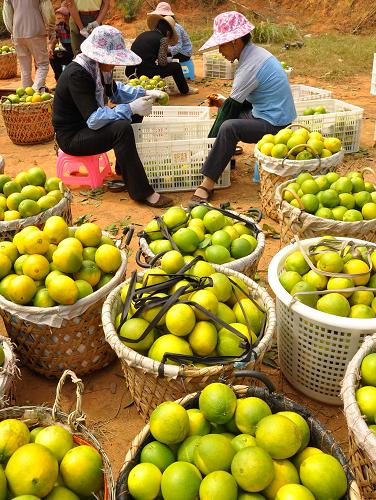 10��15�գ������ж����ض칫������ũ���ջ���ȡ�