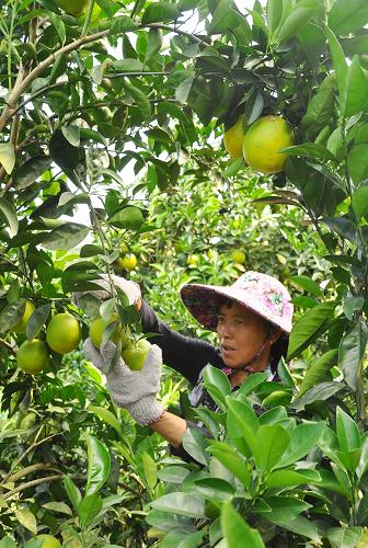 10��15�գ������ж����ض칫�����һ����ũ���ջ���ȡ�