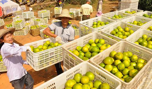 10��15�գ������ж����ض칫������ũ�ڰ��˲�ժ����ȣ�׼��װ���������