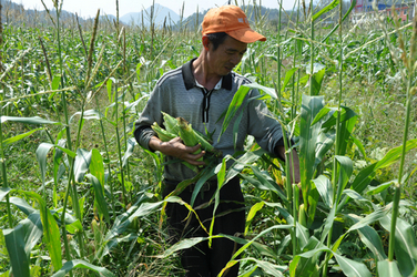 ����������һ�ֵ���������