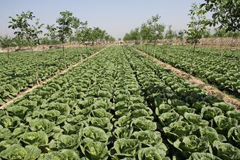 ���������������ת����ũҵ��ģ��Ӫ