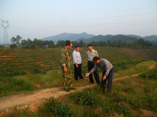 �����˸�һ������鸰����ָ����Ҷ����