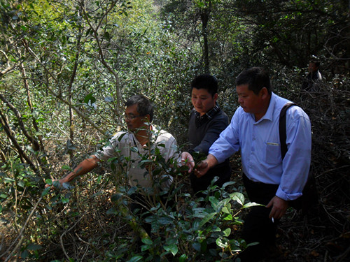 �����˸�һ������鸰����ָ����Ҷ����2