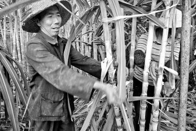 ��������������ѩ�ᣬһ��5Ԫ