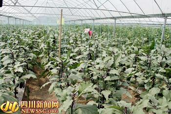 �㺺���߲˻���